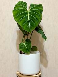 Gift: Philodendron Gloriosum 3.5L