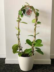 Gift: Hoya Diversifolia