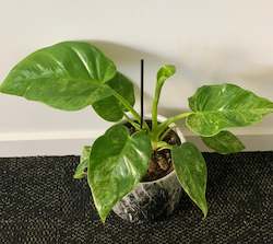 Gift: Philodendron New Blizzard 12CM