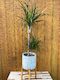 Dracaena Marginata Double Planted 110cm