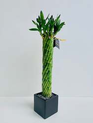 Gift: Lucky Bamboo Twists