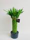 Lucky Bamboo Spiral Cage Large