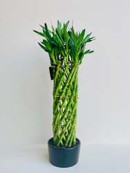 Gift: Lucky Bamboo Cage Large