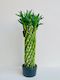 Lucky Bamboo Cage Large