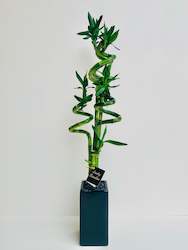 Gift: Lucky Bamboo Large