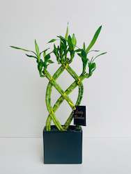 Gift: Lucky Bamboo Weave