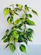 Philodendron Brasil Bamboo