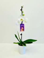Gift: Variegated Orchid