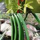 When is a Vanilla Bean Ripe to Harvest? A quick video tip