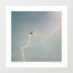 'Silvereye of the storm' Art Print by Vertigo Artography