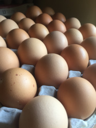 Mixed livestock farming: Tray of 30 free range eggs