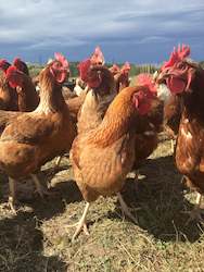 Mixed livestock farming: End of commercial lay Hy-line Brown Hen
