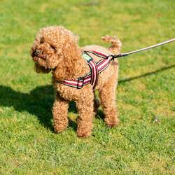 Harnesses: Sassy Sully Harness