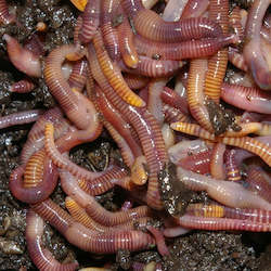 Frontpage: Composting Worms (500 grams)