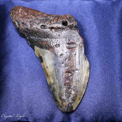 China, glassware and earthenware wholesaling: Megalodon Tooth