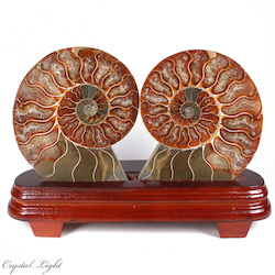 China, glassware and earthenware wholesaling: Large Ammonite Pair on Stand
