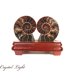 China, glassware and earthenware wholesaling: Ammonite Pair on Stand
