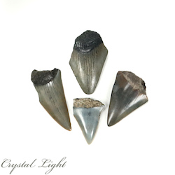 Megalodon Tooth Lot