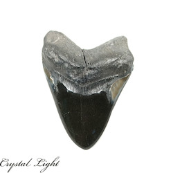 China, glassware and earthenware wholesaling: Megalodon Polished Tooth