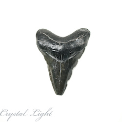 China, glassware and earthenware wholesaling: Megalodon Tooth
