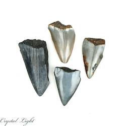 Megalodon Tooth Lot