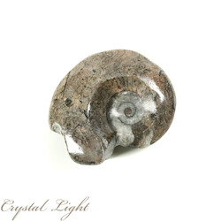 China, glassware and earthenware wholesaling: Goniatite Fossil