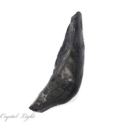 Whale Tooth Fossil