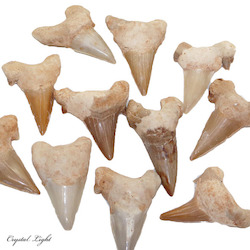 China, glassware and earthenware wholesaling: Shark (Otodus) Tooth Fossil
