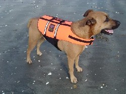 Internet only: Pet-Saver Life Jacket large