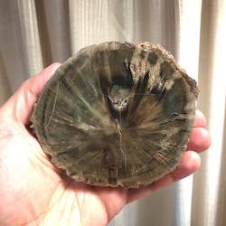 Petrified Wood Slice - Zimbabwe